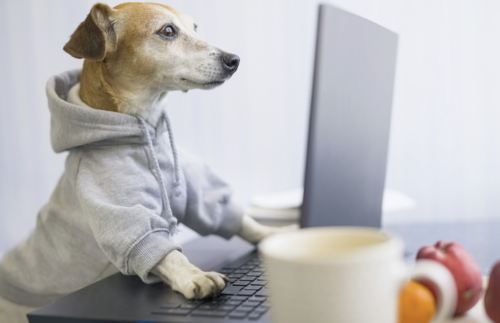 Dog working at a computer